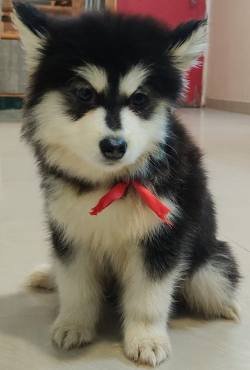 DogsIndia.com - Alaskan Malamute - Short Faced Wolves Kennel - Rahul