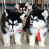 DogsIndia.com - Alaskan Malamute - Short Faced Wolves Kennel - Rahul