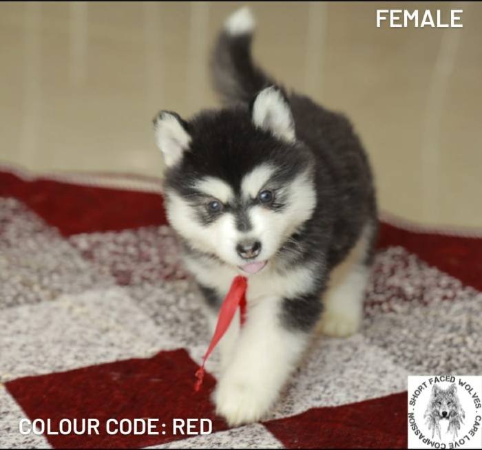 DogsIndia.com - Alaskan Malamute - Short Faced Wolves Kennel - Rahul