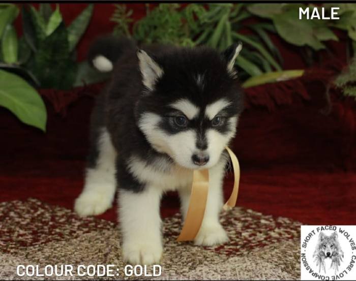 DogsIndia.com - Alaskan Malamute - Short Faced Wolves Kennel - Rahul