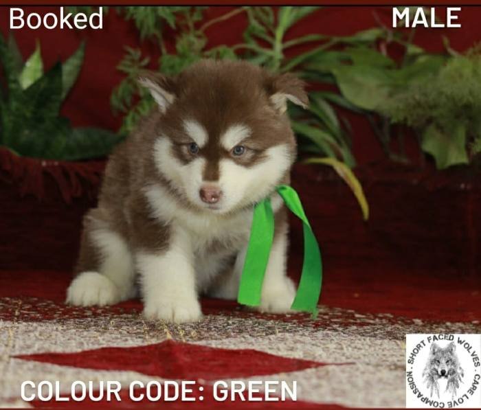 DogsIndia.com - Alaskan Malamute - Short Faced Wolves Kennel - Rahul
