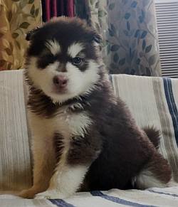 DogsIndia.com - Alaskan Malamute - Short Faced Wolves Kennel - Rahul