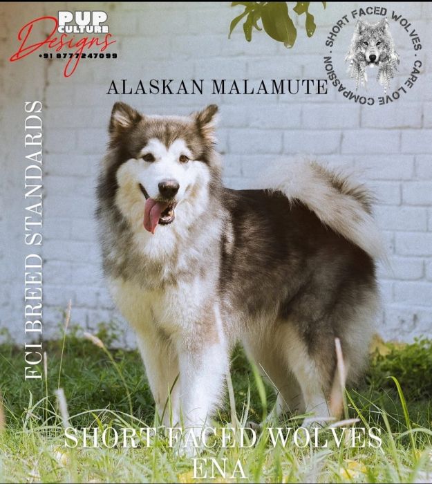 DogsIndia.com  Alaskan Malamute  Rahul