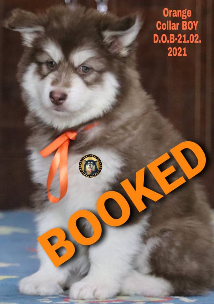 DogsIndia.com - Alaskan Malamute - Shokeen - Vikrant