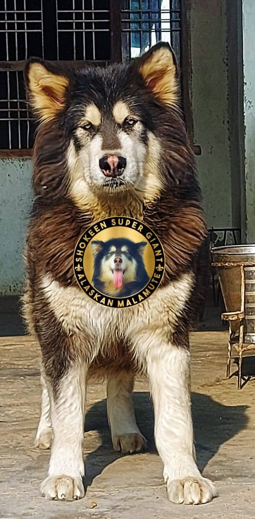 DogsIndia.com - Alaskan Malamute - Vikrant Shokeen