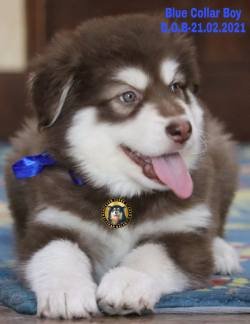 DogsIndia.com - Alaskan Malamute - Vikrant Shokeen