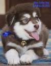 DogsIndia.com - Alaskan Malamute - Vikrant Shokeen
