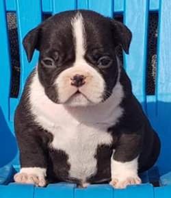 DogsIndia.com - American Bully - Utkarsh Singh