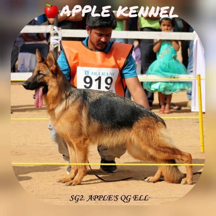 DogsIndia.com - GSD - Apple Kennel