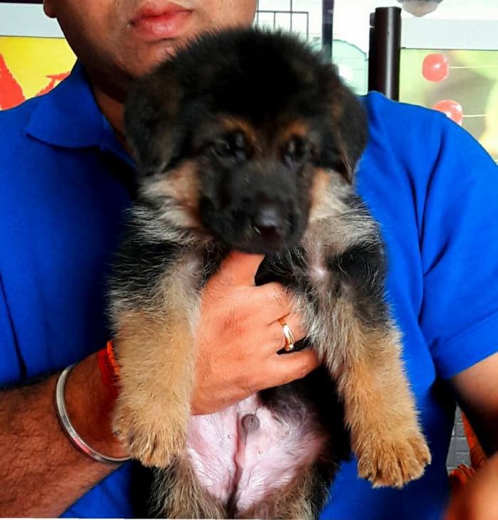 DogsIndia.com - GSD - Apple Kennel