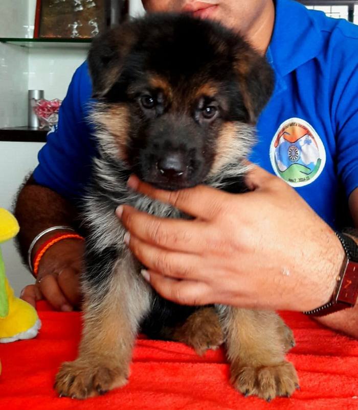 DogsIndia.com - GSD - Apple Kennel