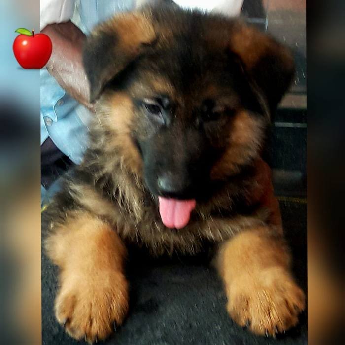 DogsIndia.com - GSD - Apple Kennel