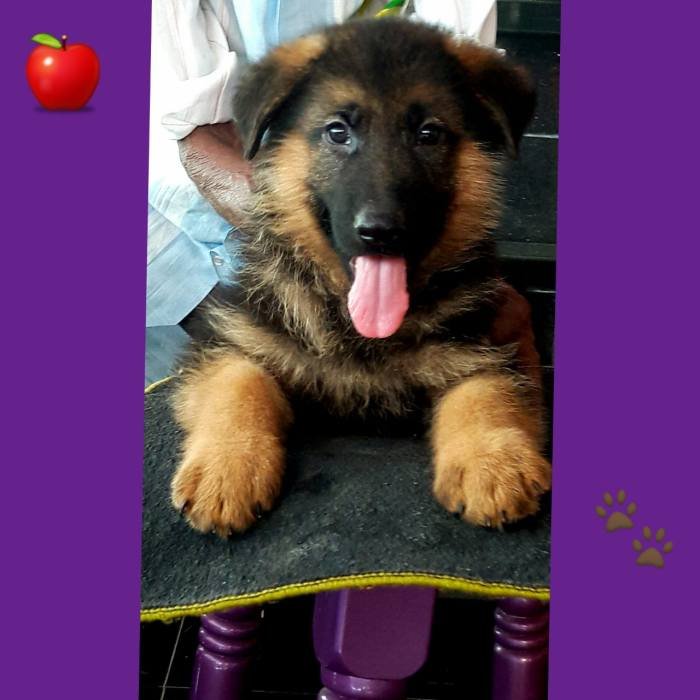 DogsIndia.com - GSD - Apple Kennel