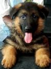 DogsIndia.com - GSD - Apple Kennel