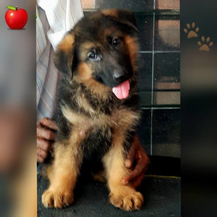 DogsIndia.com - GSD - Apple Kennel