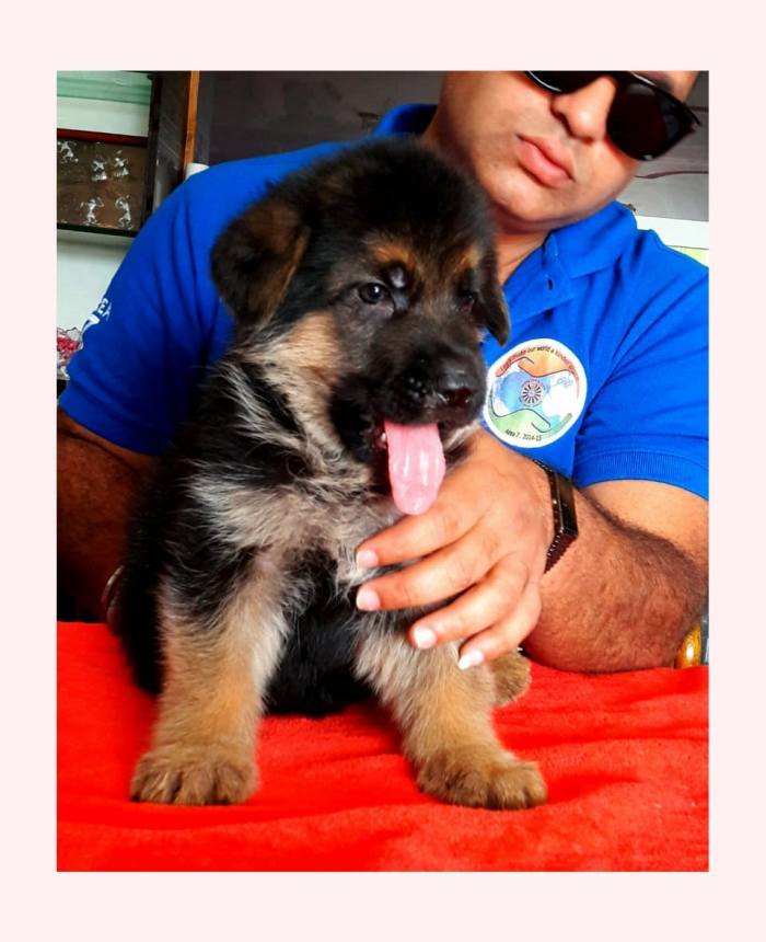 DogsIndia.com - GSD - Apple Kennel