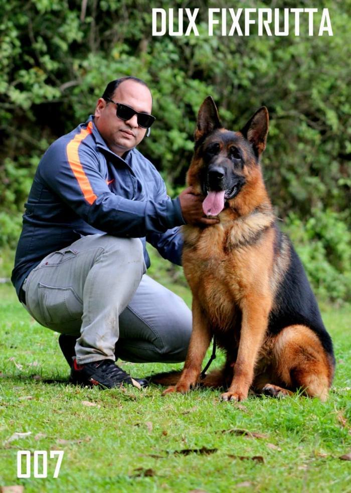 DogsIndia.com - GSD - Apple Kennel