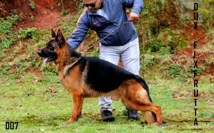 DogsIndia.com - GSD - Apple Kennel