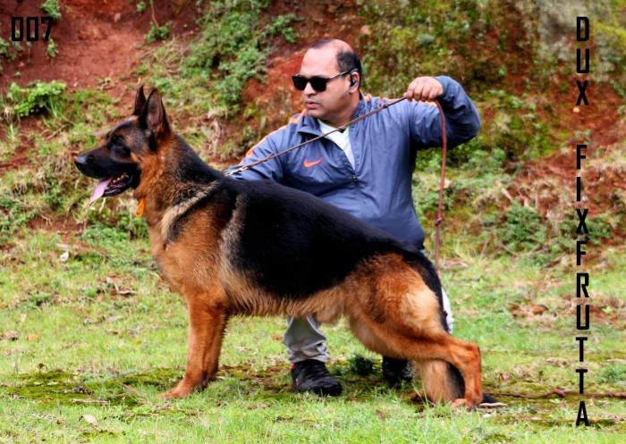 DogsIndia.com - GSD - Apple Kennel