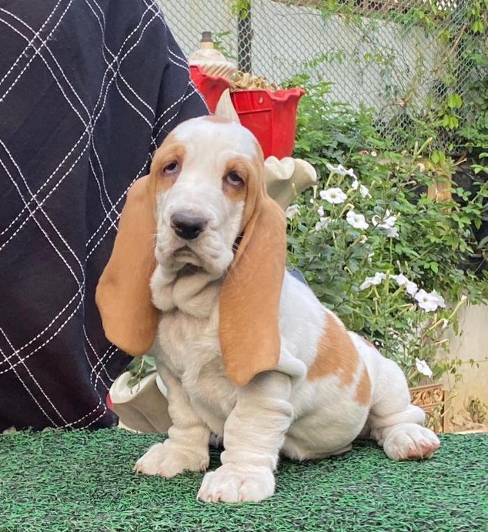 are euro basset hounds healthy