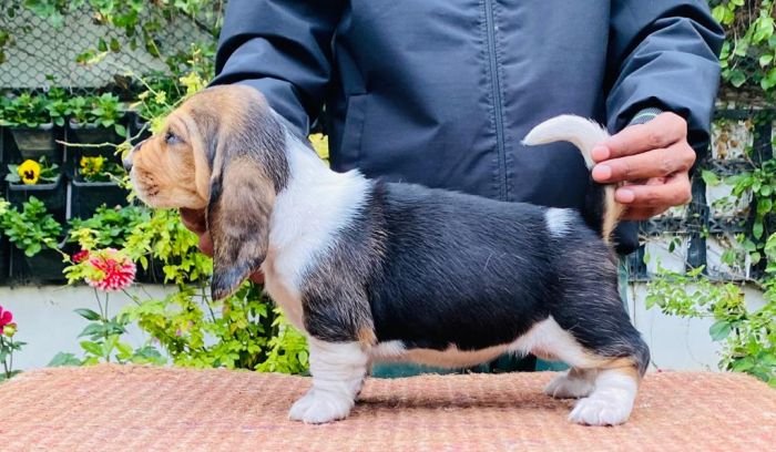 Blue merle 2024 basset hound