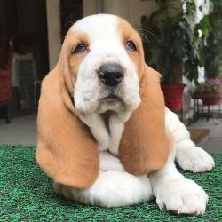 DogsIndia.com - Basset Hound - Priya Mulani Bhandari