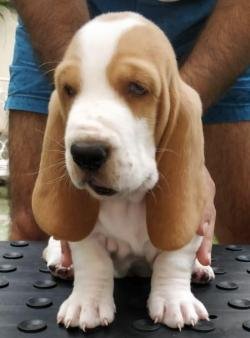 DogsIndia.com - Basset Hound - Priya Mulani Bhandari