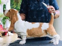 DogsIndia.com - Basset Hound - Priya Mulani Bhandari