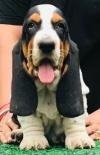 DogsIndia.com - Basset Hound - Priya Mulani Bhandari