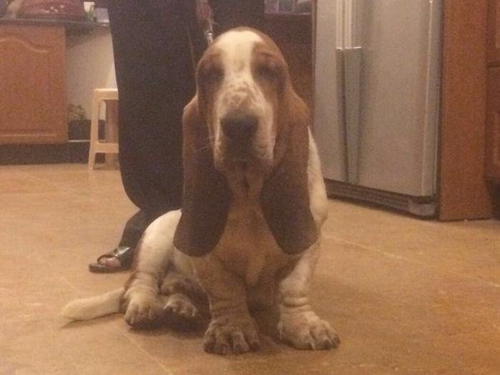 DogsIndia.com - Basset Hound - WinterHills Kennel