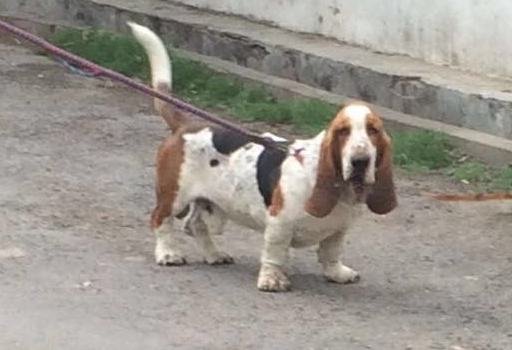 DogsIndia.com - Basset Hound - WinterHills Kennel