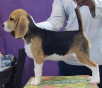 DogsIndia.com - Beagle - Adrish Beagles - Tennison