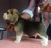 DogsIndia.com - Beagle - Adrish Beagles - Tennison