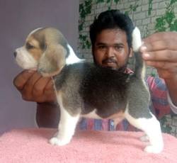 DogsIndia.com - Beagle - Adrish Beagles - Tennison