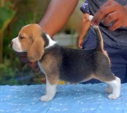 DogsIndia.com - Beagle - Adrish Beagles - Tennison