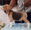 DogsIndia.com - Beagle - Adrish Beagles - Tennison