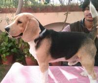 DogsIndia.com - Beagle - Anirudh