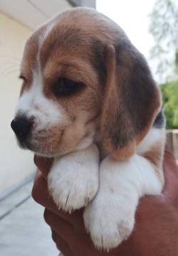 DogsIndia.com - Beagle - Anirudh