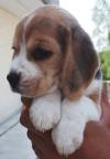 DogsIndia.com - Beagle - Anirudh