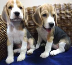 DogsIndia.com - Beagle - Anirudh