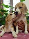 DogsIndia.com - Beagle - Anirudh