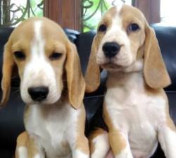 DogsIndia.com - Beagle - Anirudh
