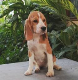 DogsIndia.com - Beagle - Anirudh