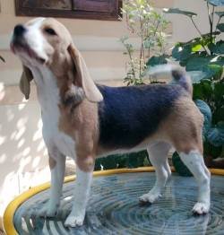 DogsIndia.com - Beagle - Anirudh