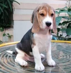 DogsIndia.com - Beagle - Anirudh