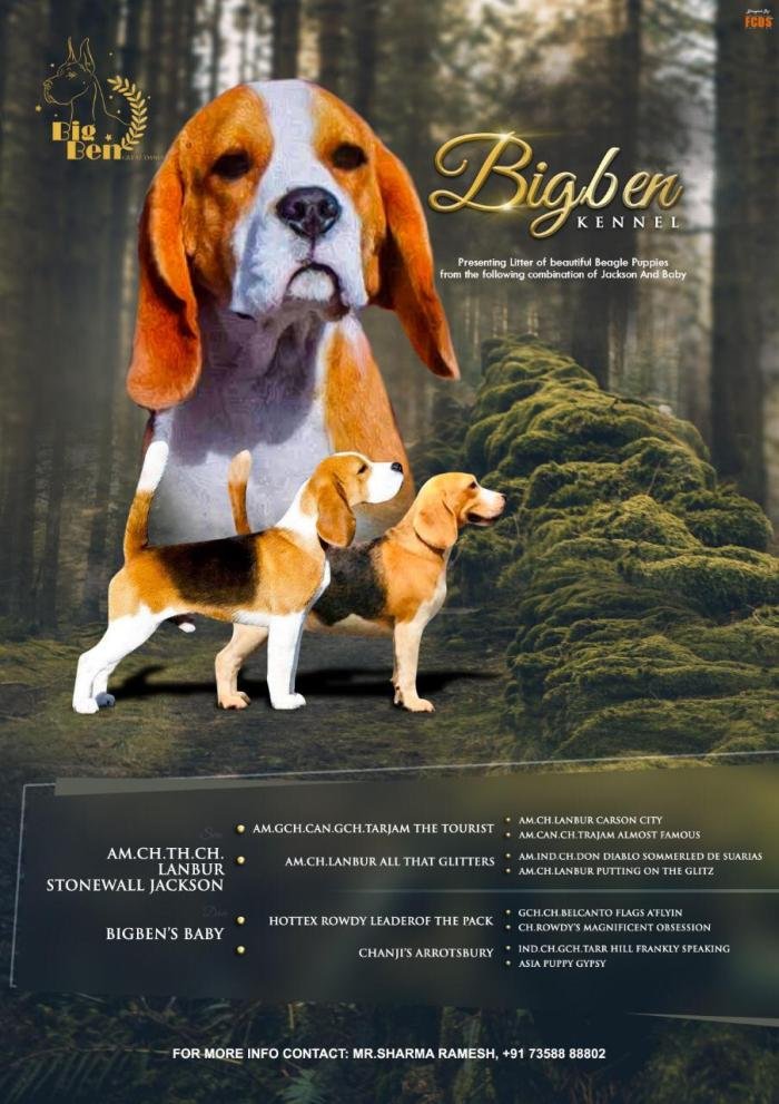 DogsIndia.com - Beagle - Bigben - Sharma Ramesh