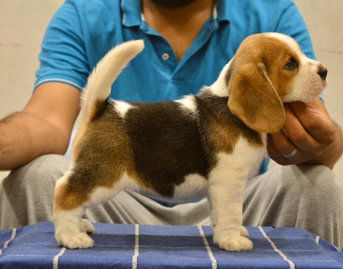 DogsIndia.com - Beagle - Bigben - Sharma Ramesh