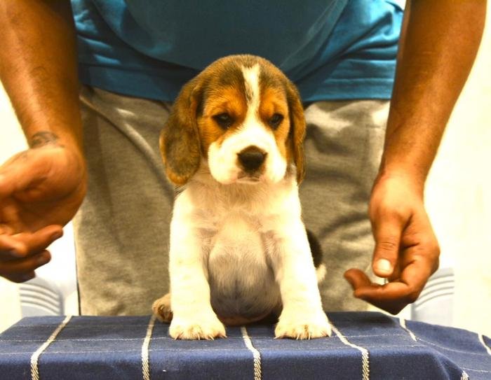 DogsIndia.com - Beagle - Bigben - Sharma Ramesh