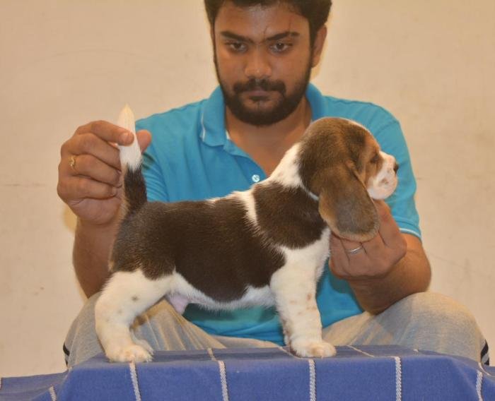 DogsIndia.com - Beagle - Bigben - Sharma Ramesh
