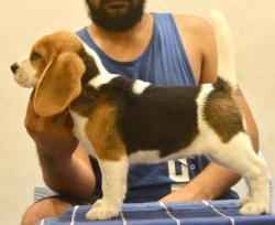 DogsIndia.com - Beagle - Bigben - Sharma Ramesh